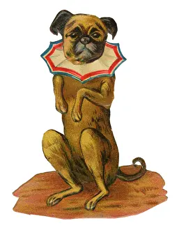 Scrap: Victorian Scrap, performing dog