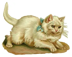 Scrap: Victorian scrap - White cat