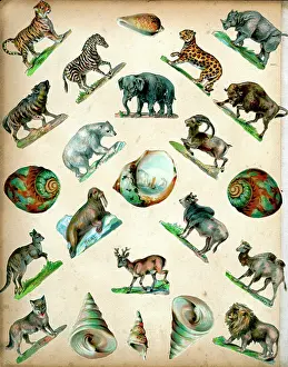 Walrus: Victorian Scraps - Page of Animals