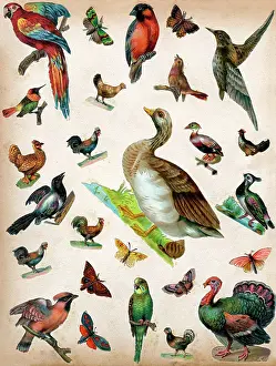 Cock: Victorian Scraps - Page of Birds and Insects
