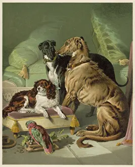 Lory: VICTORIA'S DOGS