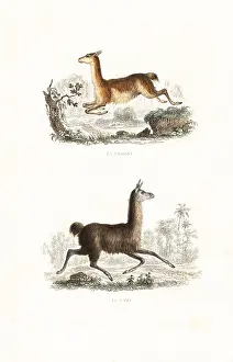 Vicuna: Vicuna and llama