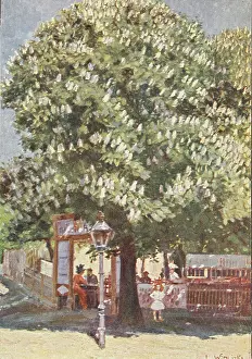 Autotype: Vienna 2nd district. Prater. Chestnut