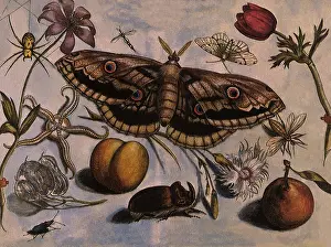 Widespread: Viennese Emperor Moth