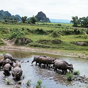 Watering: Vietnam countryside, 1978