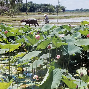 Lotus: Vietnam lotus in bloom, 1977
