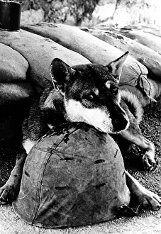 Waited: VIETNAM WAR - 1955 - 1975