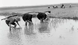 Cooperative: Vietnam War, 1969
