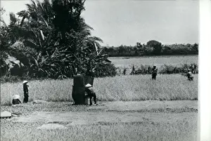 Riflemen: Vietnam War