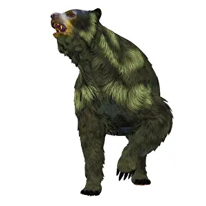Faced: Front view of an Arctodus short-faced bear