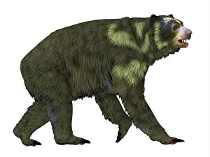 Faced: Side view of an Arctodus short-faced bear