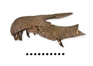 Saurischian: Side view of a Baryonyx snout