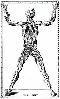 1722: Front view of the blood vessels. From Bartolemmeo