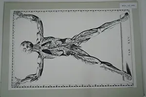 Unpublished: Front view of the blood vessels. From Bartolommeo