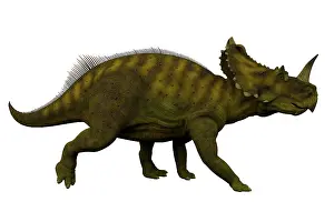 Apertus: Side view of a Centrosaurus dinosaur