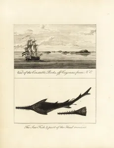 Stedman: View of Constable Rocks off Cayenne, and sawfish
