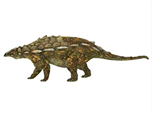 Morrison: Side view of a Gargoyleosaurus dinosaur