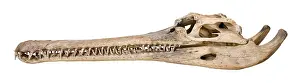 Crocodylid: Side view of a Gharial skull