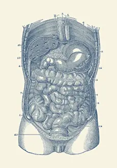 Ascending: View of the human digestive system, showcasing