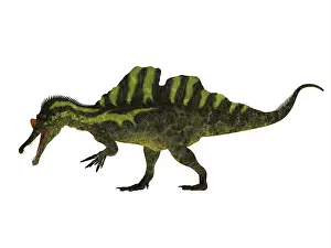 Laosensis: Side view of a Ichthyovenator dinosaur