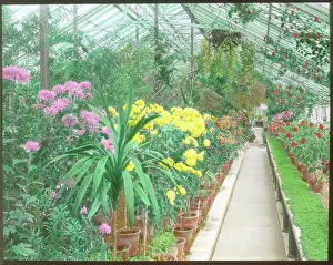 Potted: View inside a greenhouse at Kew Gardens