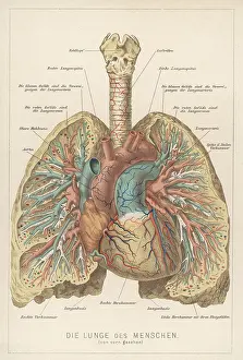 Lungs: Front View of Lungs