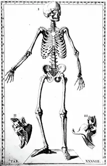 1722: Front view of the male skeleton. From Bartolemmeo