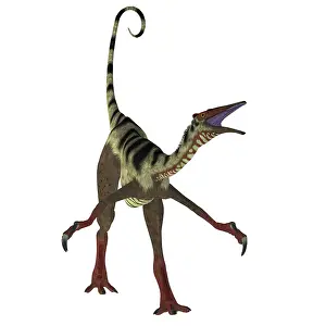 Limbs: Front view of Pelecanimimus dinosaur