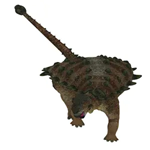 Santonian: Front view of a Pinacosaurus dinosaur
