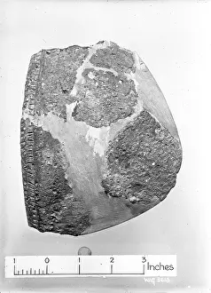 Fragments: View of pottery fragments against a white background