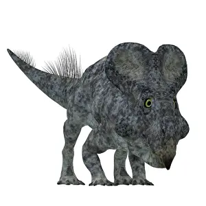 Andrewsi: Front view of a Protoceratops dinosaur