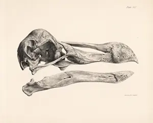 Kindred: Side view of the skull of a dodo