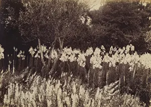 Hogsback: View of a species of lilium