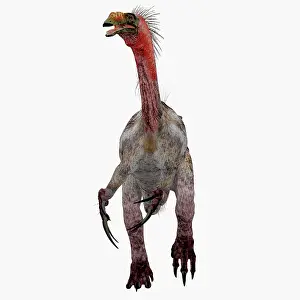Limbs: Front view of a Therizinosaurus dinosaur