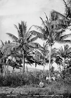 Tonga: View of Woods at Tongataboo, Friendly Islands