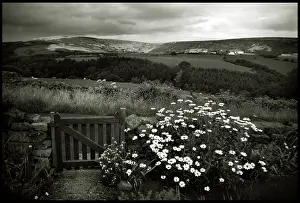Daisies: View of Yorkshire landscape with daisies