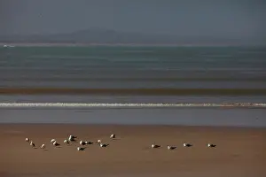 Mogador: Views of Essaouira, Morocco
