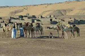 Camels: Views of Mauritania
