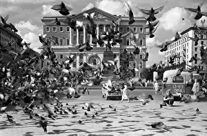Pigeons: Views of Moscow