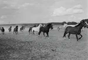 Maksimov: Views of Moscow Oblast