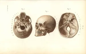Corbie: Views of the skull