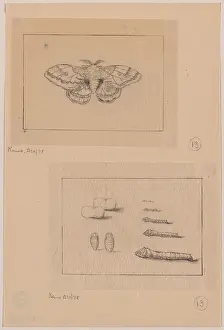 Silkworm: Two views (top): silkworm moth; (bottom): larval stages of t