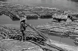 Bamboo: Views of Vietnam