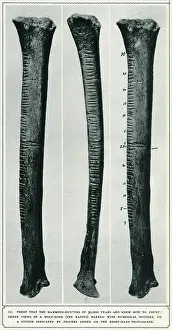 Numerical: Three views of a wolf bone excavated at Vestonice