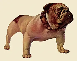 Canines: Vigilant Bulldog