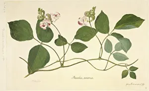 Pisum: Vigna adenantha, wild pea