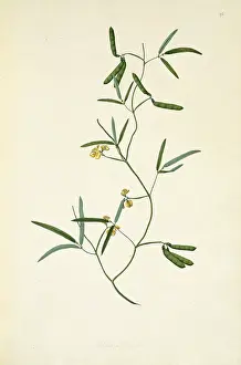 Polydore: Vigna lanceolata, pencil yam