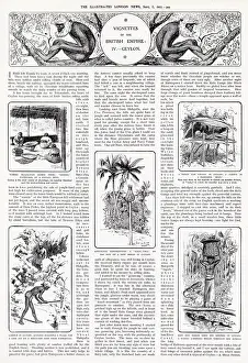 Clearing: Vignettes of Empire IV. Ceylon