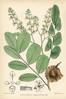 Teak: Vijayasar, buja, or Indian kino tree, Pterocarpus marsupium