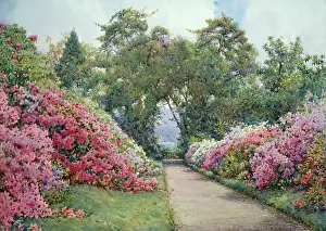 Azaleas: The Villa Aldobrandini